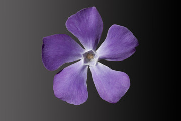 purple orchid isolated on black