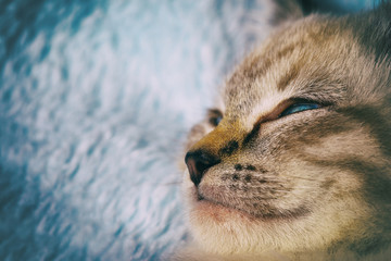 Beautiful striped grey kitten sleeping peaceful in fluffy blanket