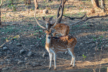Spotted Deer