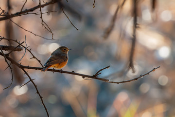 A Black Redstart -female, wintering  in Central India during nigration season.