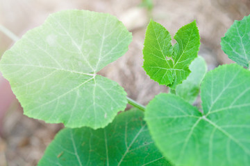 Green leaf in natural background.