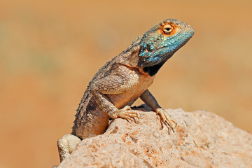 Portrait of a ground agama (Agama aculeata) sitting on a rock, South Africa.