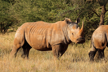 Obraz premium Endangered white rhinoceros (Ceratotherium simum) in natural habitat, South Africa.