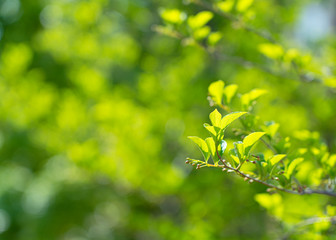 Fresh green as background. Green leaves