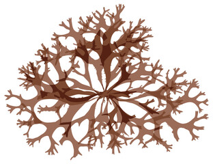 This is a red algae in the sea.