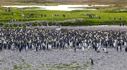 view over, King Penguin colony, Fortuna Bay