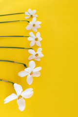 Closeup of six fresh white beautiful daffodils laying in a raw on yellow background, from up to down, summer concept.