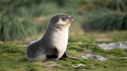 Baby Fur Seal, Fortuna Bay