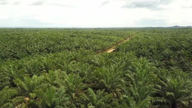 aerial picture of the vast palm forests in Kalimantan