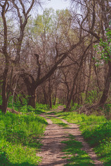 Fototapeta premium Footpath in spring green forest with trees