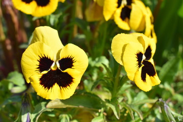 Iris yellow flowers in the garden