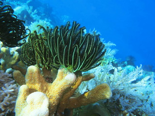 The amazing and mysterious underwater world of Indonesia, North Sulawesi, Manado, crinoid