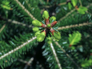 tree top of young silver fir, abies alba, top view of young shoots of treetop