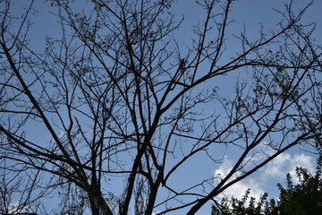 tree branches against blue sky