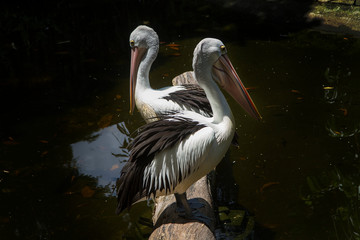 two pelicans bird