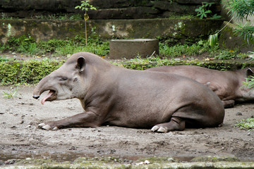 The South American tapir (Tapirus terrestris), also commonly called the Brazilian tapir