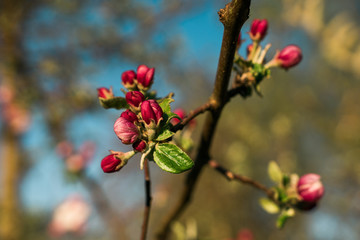Flowering green forest on sunset , spring nature background