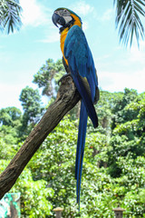 blue and gold macaw. Ara ararauna
