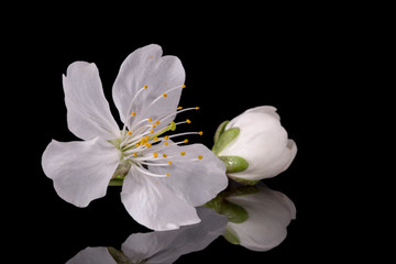 Fototapeta na wymiar Apple tree blossom isolated on black background, close up. White delicate spring flowers.