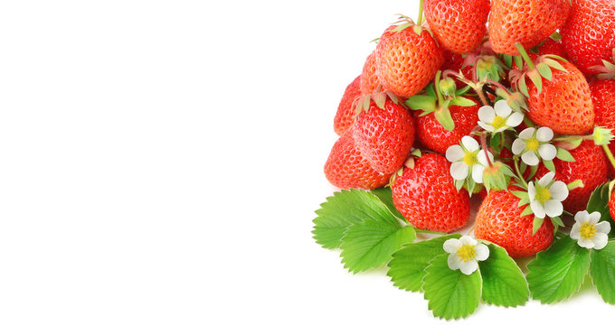 Strawberries Isolated on a white background. Free space for text. Wide photo .