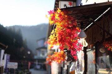 Naklejka premium 店先のもみじ