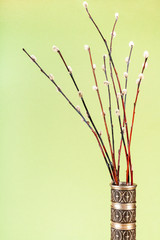 downy pussy-willow twigs in pewter jug on khaki