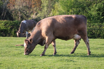 mixed colours of cows with calf in a summer  grassy field