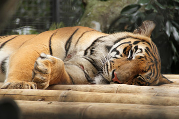 tiger resting on bamboo board