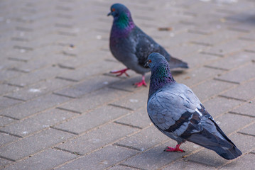 Pigeons on the pavement peck seeds. Photographed close-up.