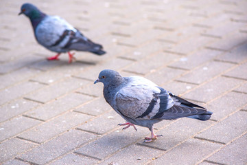 Pigeons on the pavement peck seeds. Photographed close-up.