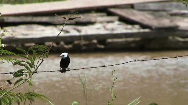 White headed marsh tyrant in the Amazon rain forest