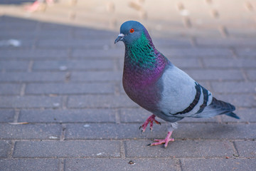 Pigeons on the pavement peck seeds. Photographed close-up.