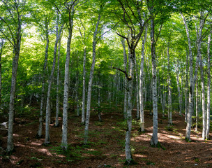 trees in the mountain forest in spring