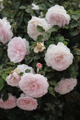 pink roses in a garden