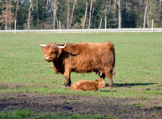 Schottische Hochlandrinder Mutterkuh mit Kalb