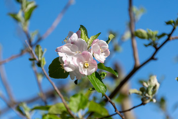 Apfelbaumblüten am Baum im Frühling - Obstbaum