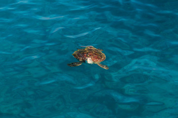 Top view of the turtle swimming near the water surface At Similan Island, Phang Nga, Thailand