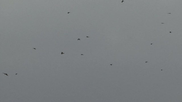 Flock of black birds in the sky 