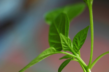 Fototapeta na wymiar pepper seedling leaf on a blurry colored background