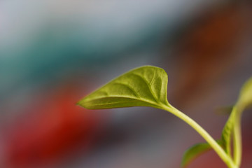 pepper seedling leaf on a blurry colored background