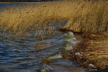 Shore of a forest lake in windy weather.