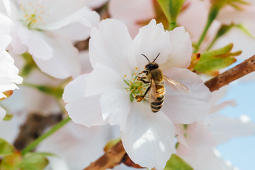 Bee pollinating cherry tree flowers.