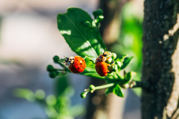 Ladybugs close up.