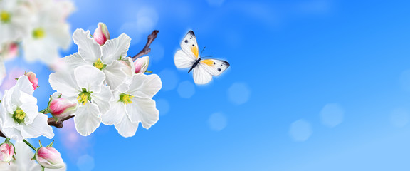 Branch of a blossoming apple tree, white spring flowers, buds, macro, blurred background, soft focus, flying little beautiful butterfly, Easter festive sunny day