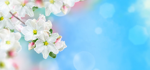 Fototapeta na wymiar Branch of a blossoming apple tree, white spring flowers, buds, macro, blurred background, soft focus, Easter festive sunny day