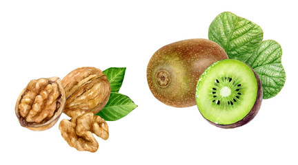 Kiwi fruit walnut set watercolor isolated on white background