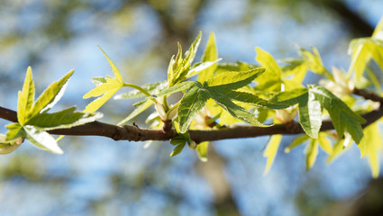 Gros plan sur feuilles alternes et palmatilobées, triangulaires, vert mat du Copalme d'Orient ou...