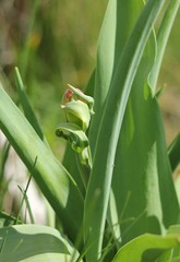 bud of tulip