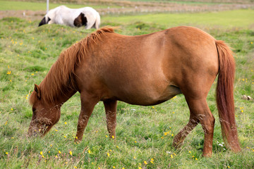 Naklejka na ściany i meble Iceland - August 26, 2017: An icelandic horse in a field, Iceland, Europe