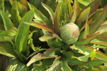 bud of a peony